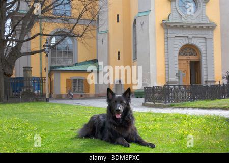 Ein schwarzer Schäferhund liegt auf Gras vor einem historischen Kirchengebäude in Schweden. Stockfoto