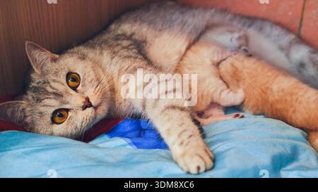 Mutter Katze, die ihre Kätzchen stillt, liegt auf einer Decke Stockfoto