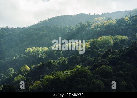 Mehrschichtiger, üppiger, grüner Bergwald mit dichten Bäumen und Sonnenlicht scheint unter dramatischem Himmel Stockfoto