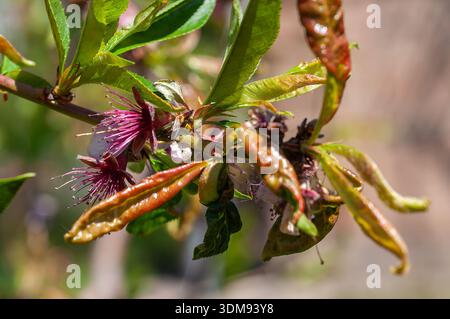 Eine Nahaufnahme eines Pfirsichzweigs mit zarten rosa Blüten und grünen Blättern. Stockfoto