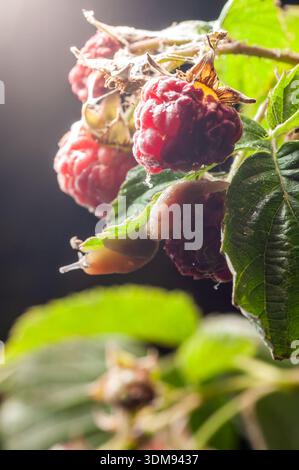Eine Nahaufnahme fängt Schnecken ein, die an Reifen, saftigen Himbeeren auf einem Zweig schmecken. Stockfoto