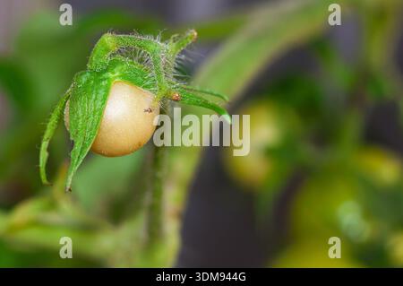 Frühstadium der Entwicklung von Tomatenfrüchten an einer Pflanze, in einer Nahaufnahme aufgenommen. Stockfoto