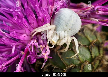 Goldene Krabbenspinne (Misumena vatia) weißes Weibchen auf einem großen Knapweed Stockfoto