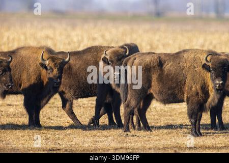 Eine Gruppe europäischer Bison wird zusammen auf einem Feld gesehen. Sie bewegen sich über das Gras unter klarem Himmel. Die Szene zeigt Tiere in ihrer natürlichen Gewohnheit Stockfoto