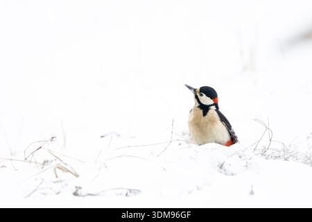 Ein toller Fleckenspecht, der in einer schneebedeckten Umgebung nach Essen sucht. Das auffällige schwarz-weiße Gefieder mit roten Markierungen steht im starken Kontrast zum t Stockfoto