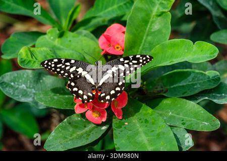 Zitrusschwalbenschwanz mit ausgebreiteten Flügeln ruht auf roten Blüten und grünen Blättern in der Casa delle Farfalle. Stockfoto