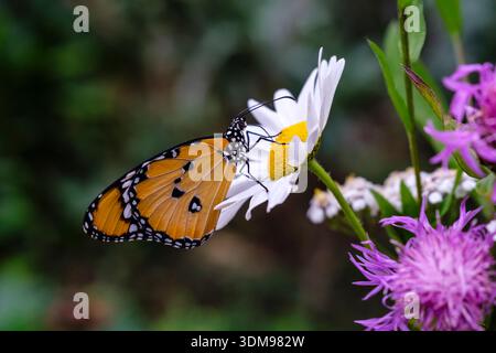 Der schlichte Tiger-Schmetterling thront auf einer Gruppe kleiner rosa und weißer Blumen in der Casa delle Farfalle und zeigt seine orange und schwarze Flügelmuster. Stockfoto