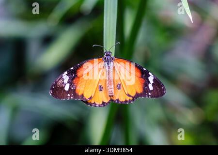 In der Casa delle Farfalle thront ein schlichter Tiger-Schmetterling auf dünnen grünen Blättern, mit orangefarbenen Flügeln mit schwarz-weißen Mustern. Stockfoto