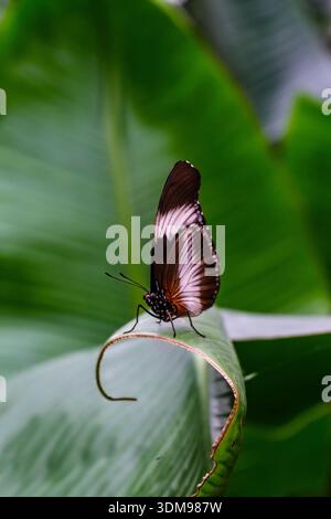 Schwarzer Diadem-Schmetterling mit geschlossenen Flügeln am Rand eines gekrümmten grünen Blattes in der Casa delle Farfalle. Stockfoto