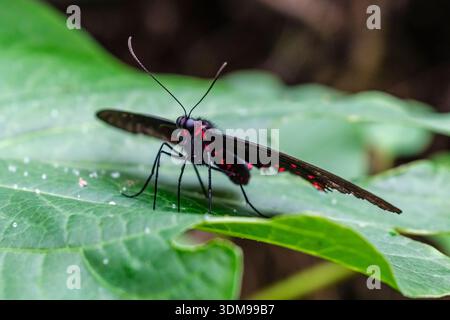 Rosafarbener Schwalbenschwanz-Schmetterling mit roten Markierungen auf einer weißen Blume in der Casa delle Farfalle. Stockfoto