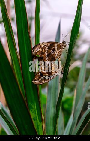 Ein Paar von Konstantins Schwalbenschwanzfalter auf einer hellroten Blume in der Casa delle Farfalle. Stockfoto