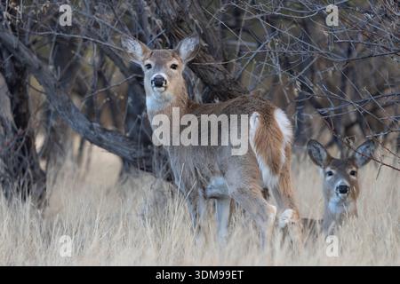 Seehirsche (Odocoileus virginianus) stehen vor dem Schutzgürtel, während ein zweiter, aber liegend, wachsam bleibt. Stockfoto