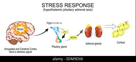 Stressreaktion. Hypothalamus-Hypophysen-Nebennierenachse. Amygdala und Hirnrinde senden ein Notsignal an den Hypothalamus. Hormone des Hypothalamus, p Stock Vektor