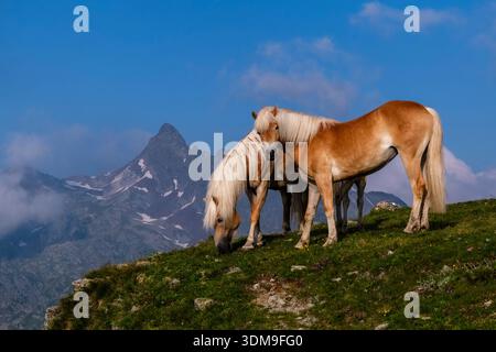 Zwei Haflinger-Pferde grasen auf einem Bergrücken am Penser Joch Pass. Der Gipfel des Sarner Weisshorns in der Ferne. Stockfoto