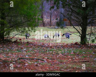 Eine kleine Gruppe Kanadiengänse ernährt sich friedlich auf einem grasbewachsenen Feld, umgeben von Kiefern und Laubbäumen im frühen Winter mit gefallenen Blättern. Stockfoto