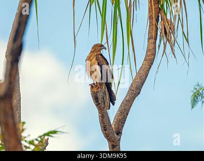 Whistling Drachen im Kakadu National Park in Australien Stockfoto