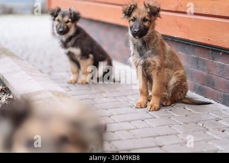 Gruppe von kleinen gemischten Welpen, die auf einem gepflasterten Gehweg in der Nähe einer hölzernen Wand im Freien sitzen. Junge Hunde mit flauschigem Fell und kompakter Größe, ein Welpe in f Stockfoto
