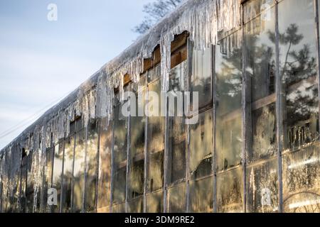 Gefährliche Eiszapfen hängen außerhalb des Gewächshauses vom Dach, Entfernung von vereisten Formationen, um Schäden zu vermeiden Stockfoto