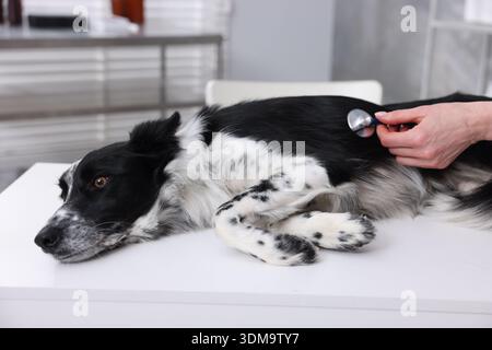 Berufsveterinärarzt untersucht niedlichen Hund mit Stethoskop in der Klinik, Nahaufnahme Stockfoto
