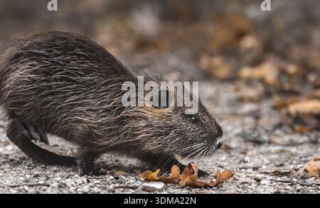 Nahaufnahme einer Nutria und gefallenen Blätter im Herbst, niedriger Winkel, horizontal Stockfoto