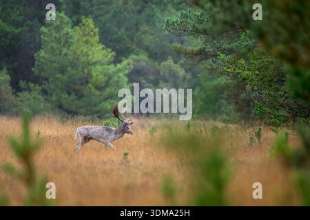 Wildes Brachbock mit großen Palmatgeweihen, die während der Furche im weichen Herbstlicht durch eine grasbewachsene Lichtung laufen, Wildtierverhalten und Naturfoto Stockfoto