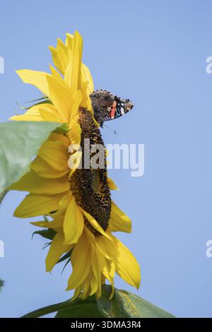 Roter Admiral-Schmetterling (Vanessa atalanta) erwachsenes Insekt, das im Sommer von Garten-Sonnenblumen ernährt wird, England, Vereinigtes Königreich Stockfoto