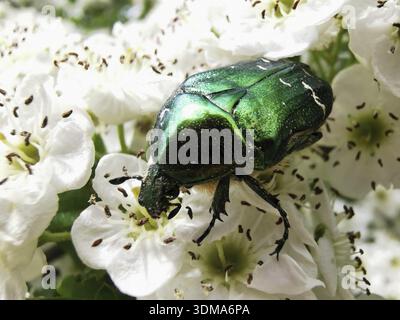 In Nahaufnahme krabbelt Ein glänzend goldener Rosenkäfer (Cetonia aurata) auf einer weißen Weißdornblume (Crataegus) in einer natürlichen Umgebung, der Natur des Fränkischen Waldes Stockfoto
