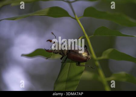 Hirschkäfer (Lucanus cervus), männlich auf Blatt sitzend, Essen, Nordrhein-Westfalen, Deutschland Stockfoto