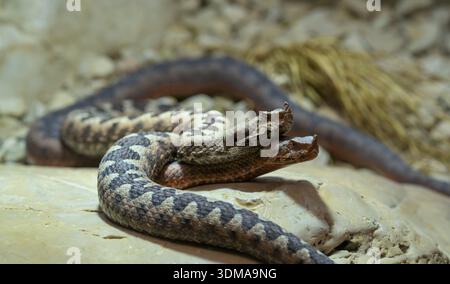 Europäische Hornviper (Vipera ammodytes), auch Sandviper, Sandadler oder Europäische Sandviper, Paar, vor Paarung, Liebesspiel, Gefangenschaft, Stuttgart Stockfoto