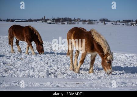 Zugpferdeweiden auf schneebedecktem Feld im ländlichen Pennsylvana. Stockfoto