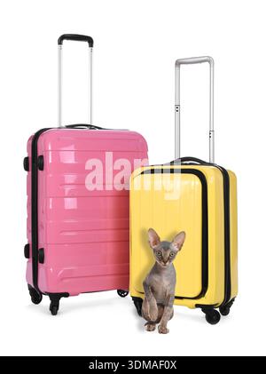 Koffer und süße Katze auf weißem Hintergrund. Urlaub mit Haustier Stockfoto