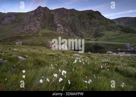 Baumwollgras (Eriophorum angustifolium) über Llyn Idwal, im Sommer von Y Garn unterstützt, Cwm Idwal, Snowdonia National Park, Eryri, Nordwales, UK Stockfoto