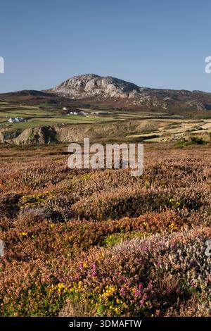 Ling Heather (Calluna vulgaris) on the Range im Sommer mit Blick auf Holyhead Mountain, South Stack Nature Reserve, Anglesey, North Wales, Großbritannien Stockfoto