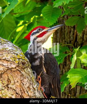Ein wunderschöner Pileated Woodspecht fotografiert, als er in einem großen Baum im Wyalusing State Park in Wisconsin auf der Suche ist. Stockfoto