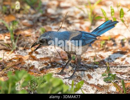Ein Florida Scrub-Jay (Aphelocoma coerulescens), eine bedrohte Art, lebt auf dem sandigen Boden des Lyonia Preserve in Zentral-Florida. Stockfoto