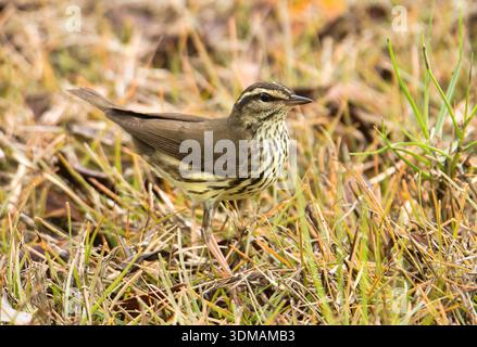 Ein wunderschöner Northern Waterthrush, einer der amerikanischen Holzkitzler, sucht auf dem grasbewachsenen Rasen von Fort Jefferson im Dry Tortugas National Park in FL Stockfoto