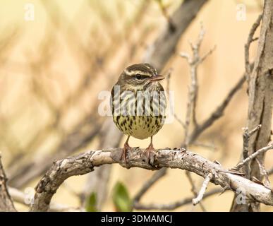 Ein Northern Waterthrush thront auf einem Zweig, während er in Fort Jefferson in den Dry Tortugas, Florida, auf der Suche ist. Stockfoto
