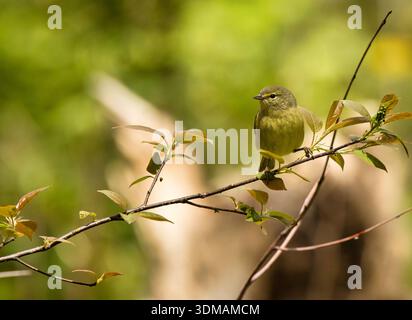 Der orangengekrönte Warbler (Oreothlypis celata) thronte während des Frühlingszuges in einem Busch am Lake Park, Milwaukee, Wisconsin. Stockfoto