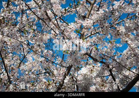 Frühling zwischen den Kirschblüten Stockfoto