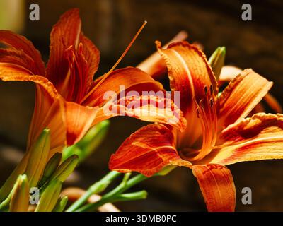 Nahaufnahme von Orangen Taglilien, harter, langlebiger, dürrentoleranter Blüten. Eine großartige Ergänzung für jeden pflegeleichten Garten. Stockfoto