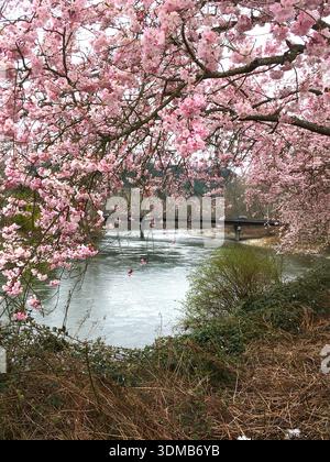 Japanische Kirschblüten am Snoqualmie River im Herbst City Washington USA Stockfoto