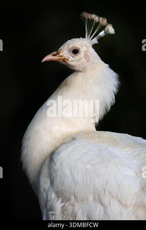 Indian Peafowl – Pavo cristatus, ein wunderbarer, ikonischer albinotischer Vogel aus indischen Wäldern und Wiesen, Queensland, Australien. Stockfoto