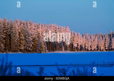 Winterfeld- und Waldlandschaftbaum Stockfoto