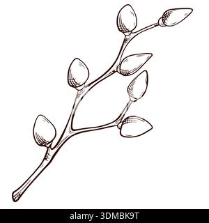 Illustration eines botanischen Pflanzenzweigs mit mehreren Knospen in handgezeichnetem Stil, mit detaillierten Linien und Texturen vor einem glatten weißen Hintergrund Stock Vektor