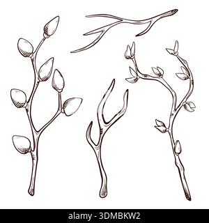Vektor-Illustration von handgezeichneten botanischen Zweigen mit Knospen und Blättern auf isoliertem weißem Hintergrund, die natürliche Pflanzenelemente in einem Jahrgang darstellen Stock Vektor