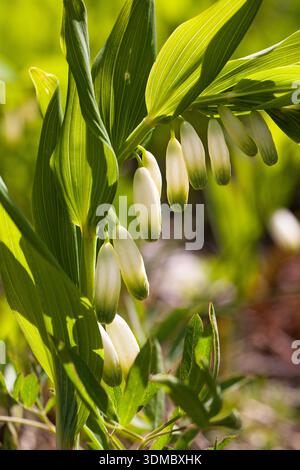 Poly Solomon's Seal Polygonatum odoratum Hauts Plateaux Reserve Vercors regionaler Naturpark Vercors Frankreich Stockfoto
