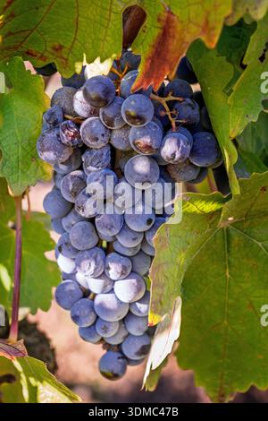 Weintrauben hängen im Spätherbst im Napa Valley, Kalifornien, USA. Stockfoto