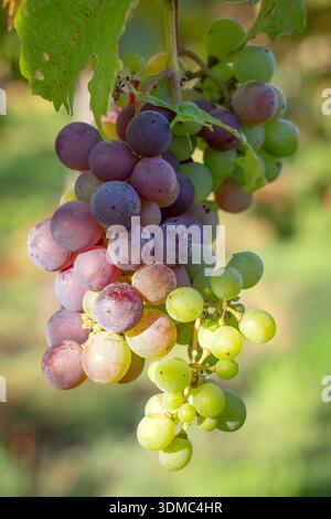 Nahaufnahme von Weintrauben der Spätsaison, die nach der Ernte im Napa Valley, Napa County, Kalifornien, USA, auf der Rebe verbleiben. Stockfoto