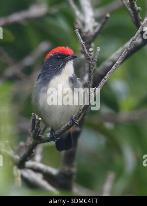 Scharlachrote Blumenpecker (Dicaeum cruentatum), vertikale Vorderansicht eines männlichen Vogels mit grünem Hintergrund, Hongkong, China Stockfoto