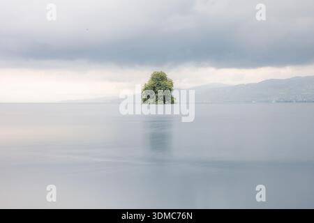 Suisse, 2024-09-05. Einsamer Baum mitten im Genfer See. Foto von Jean-Marc Vigneres. Stockfoto